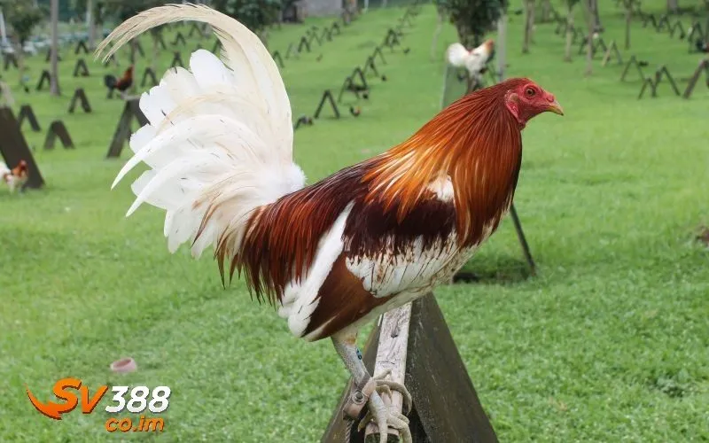 Bí quyết chọn gà đá hay chuẩn xác tại sv388