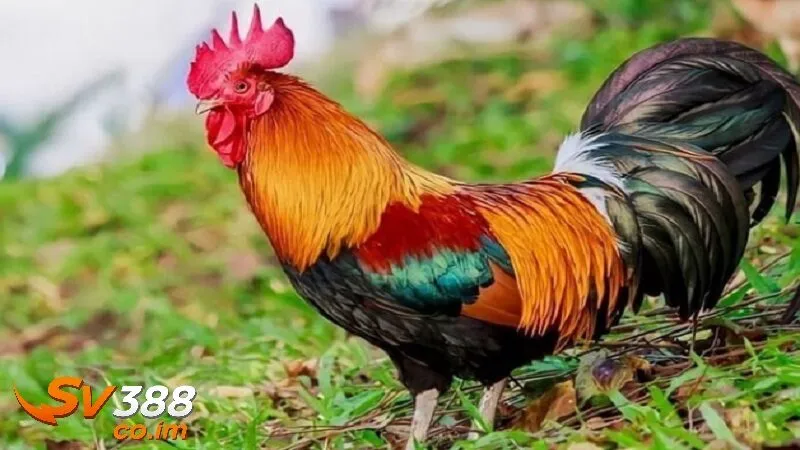 Các yếu tố ảnh hưởng đến kết quả trận đấu xem màu gà