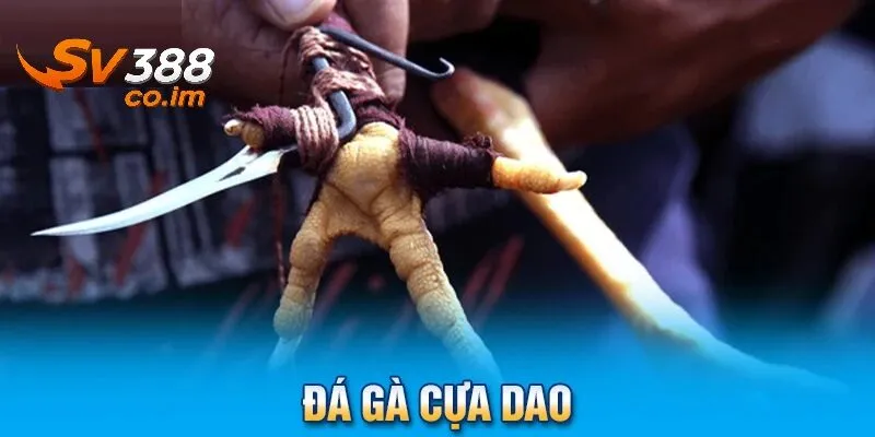 Ưu điểm nổi bật của đá gà cựa dao tại sv388